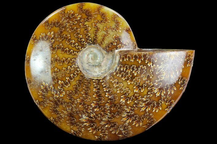 Polished Ammonite (Cleoniceras) Fossil - Madagascar #127203
